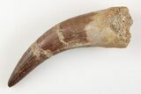 Huge, Fossil Plesiosaur (Zarafasaura) Tooth - Morocco #196731-1